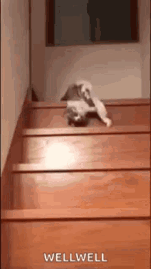 Cat Going Down Stairs GIFs | Tenor