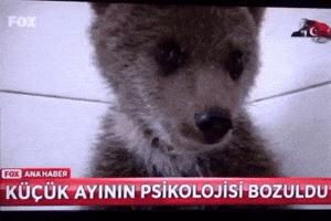 Haber GIF