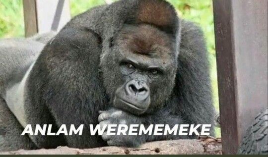 Pin by Mona Rousseau on goril mood | Comics memes, Funny, Gorilla