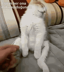 cat-kedihavin.gif