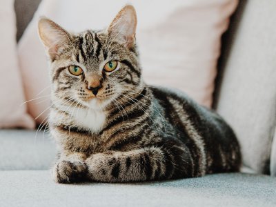 kedi-irklari.jpeg