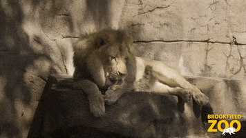 Big Boy Lion GIF by Brookfield Zoo