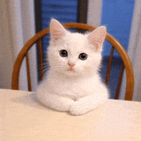 Cat Kitten GIF