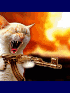 แมวน่ารักกับปืน GIF - ดาวน์โหลดและแบ่งปันใน PHONEKY