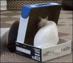 cats-box.gif