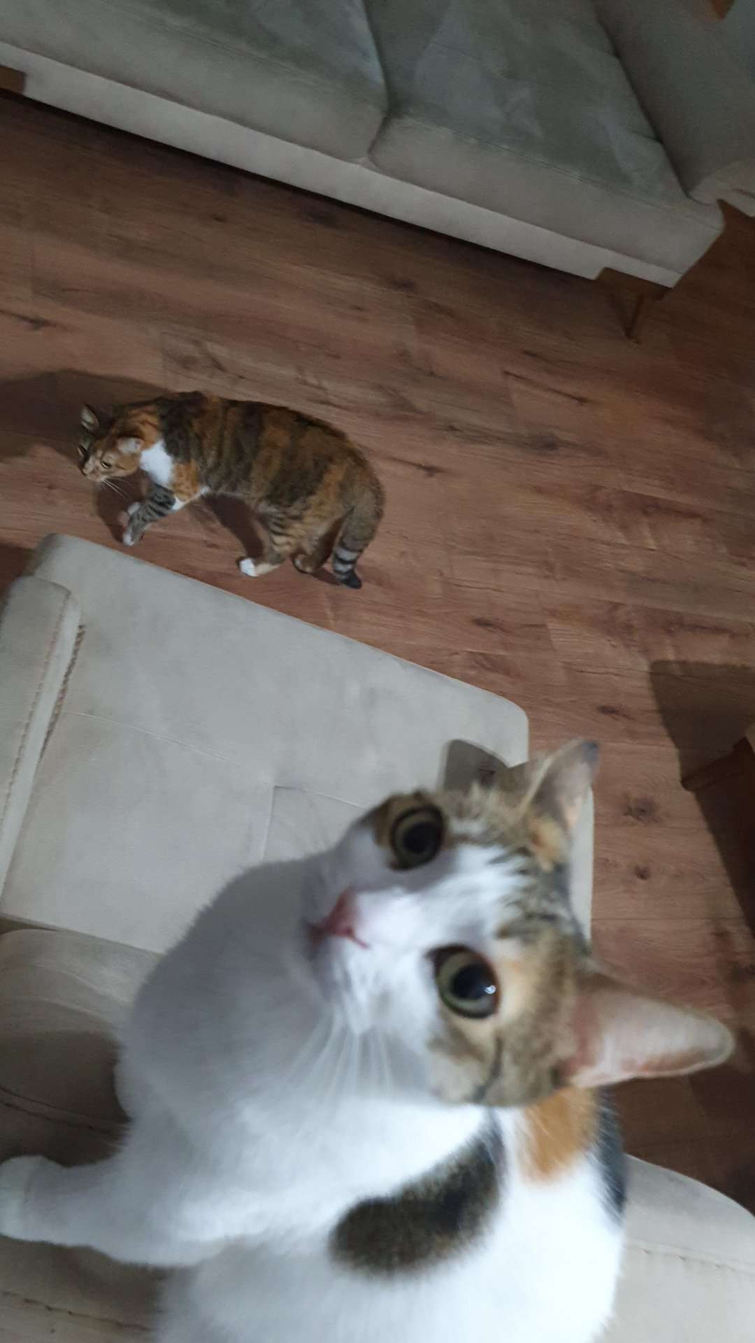 catt.jpg