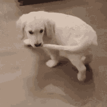 tenor.gif