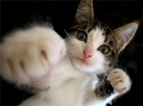 kedi yumruk GIF - PHONEKY'den İndirin ve Paylaşın