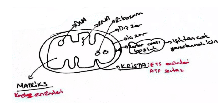Mitokondrinin Yapısı oksijenli solunum