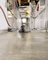 Harbor Seal Hello GIF by Valley Zoo Development Society