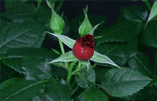 rose GIF