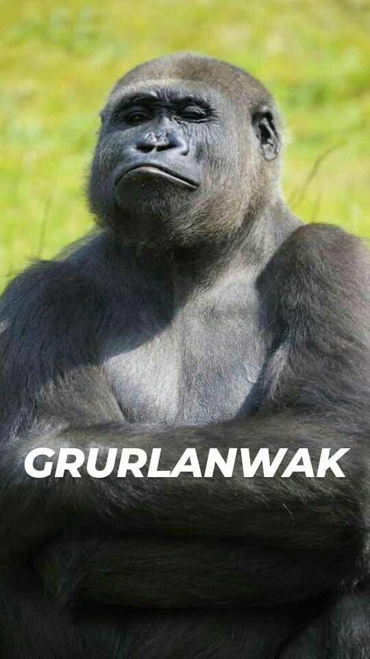 25 Goril ve komik capsler fikirlerini keşfedin | komik şeyler, maymunlar,  komik ve daha fazlası
