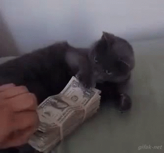 Cat This Is Mine GIF - Cat This Is Mine Money - Discover & Share GIFs