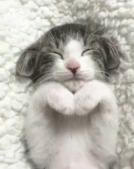 cat-sleeping.gif
