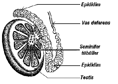 testis_yapi.gif