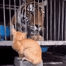 Cat Tiger GIFs | Tenor