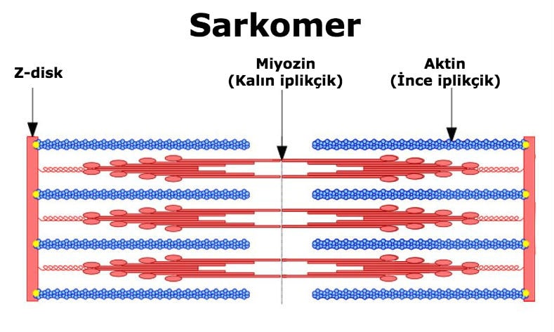 kaslar_04-min.jpg