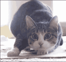 Kitty Cat GIFs | Tenor