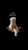Cat GIF