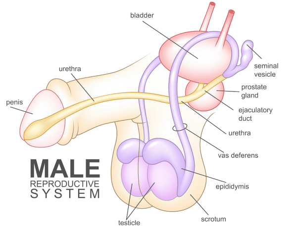 Testikuler_sperm_ayristirmasi.png