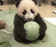Panda Ball Mine GIF - Panda Ball Mine My Ball - Discover & Share GIFs