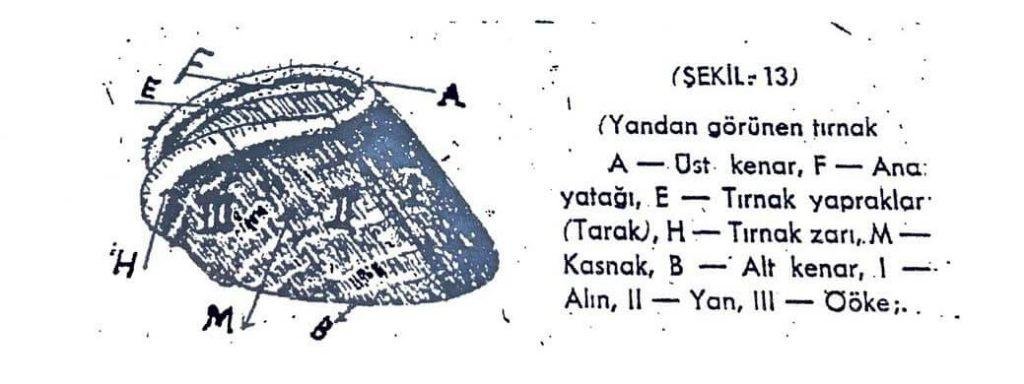 at ayak yapısı tırnağın bölümleri / anatomisi