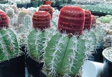 melocactus.jpg
