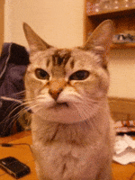 Angry Cat GIF