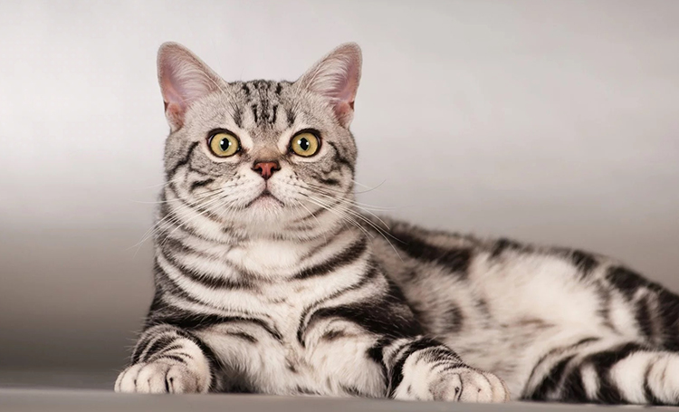 American shorthair kedisi zeki kediler