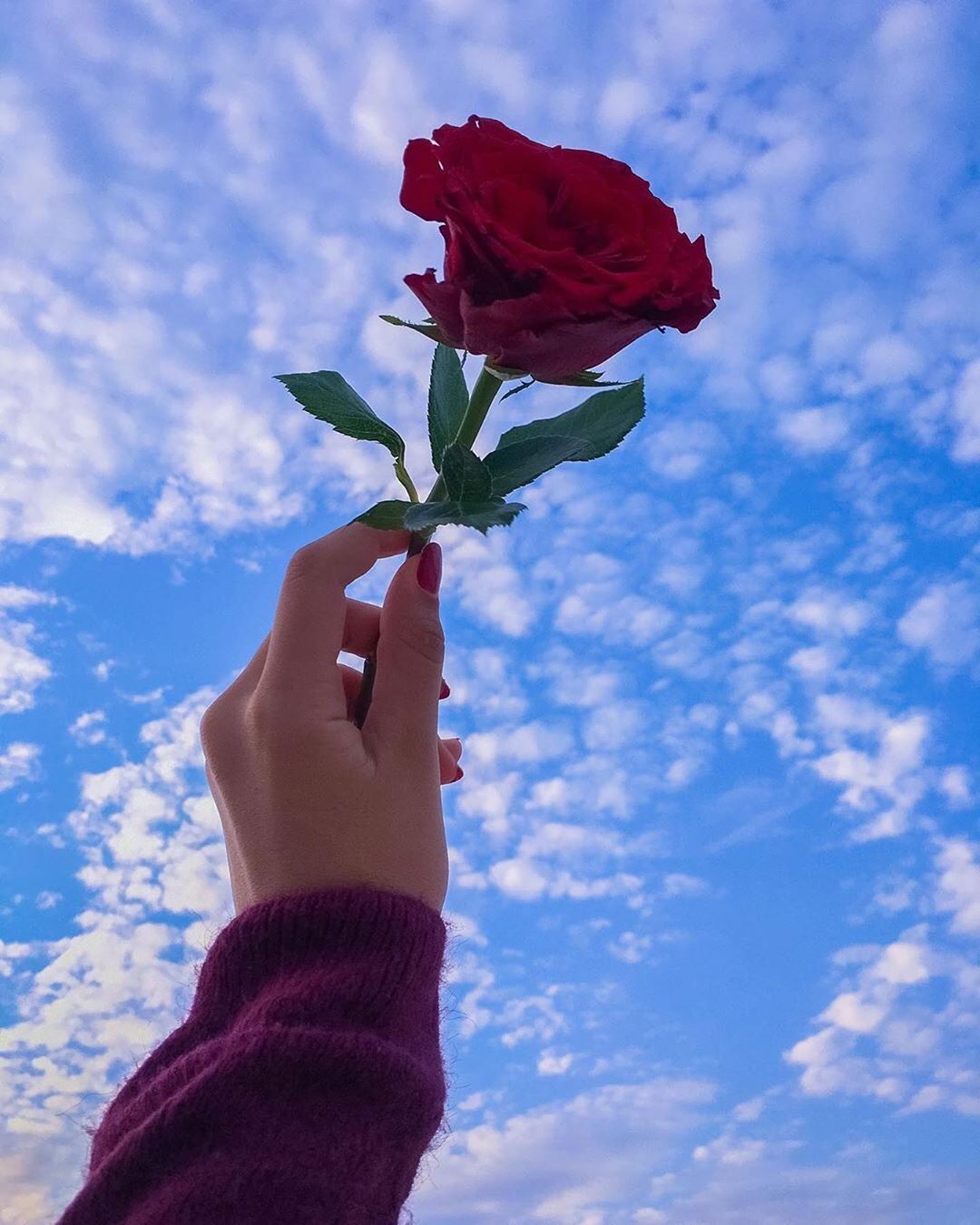 Gül için 250 fikir | gül, güller, fotoğrafçılık