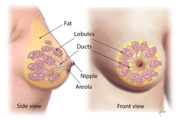 8325-breast-anatomy.ashx