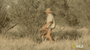 GIF by Nat Geo Wild