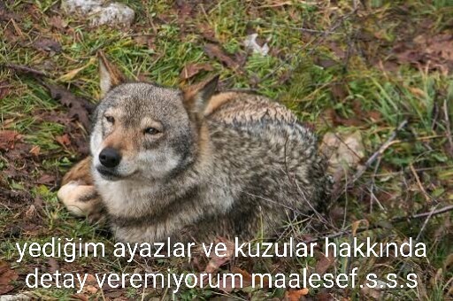 TUEmzn.jpg