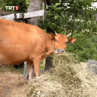 Breakfast Dinner GIF by TRT