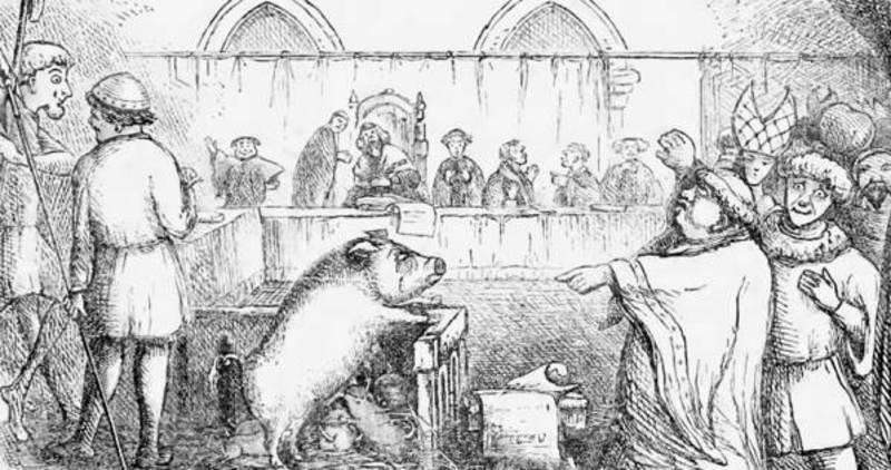 idam edilmis domuz - Hiç Duymadığınız İlginç Tarihi Bilgiler Bilgi ve Haber
