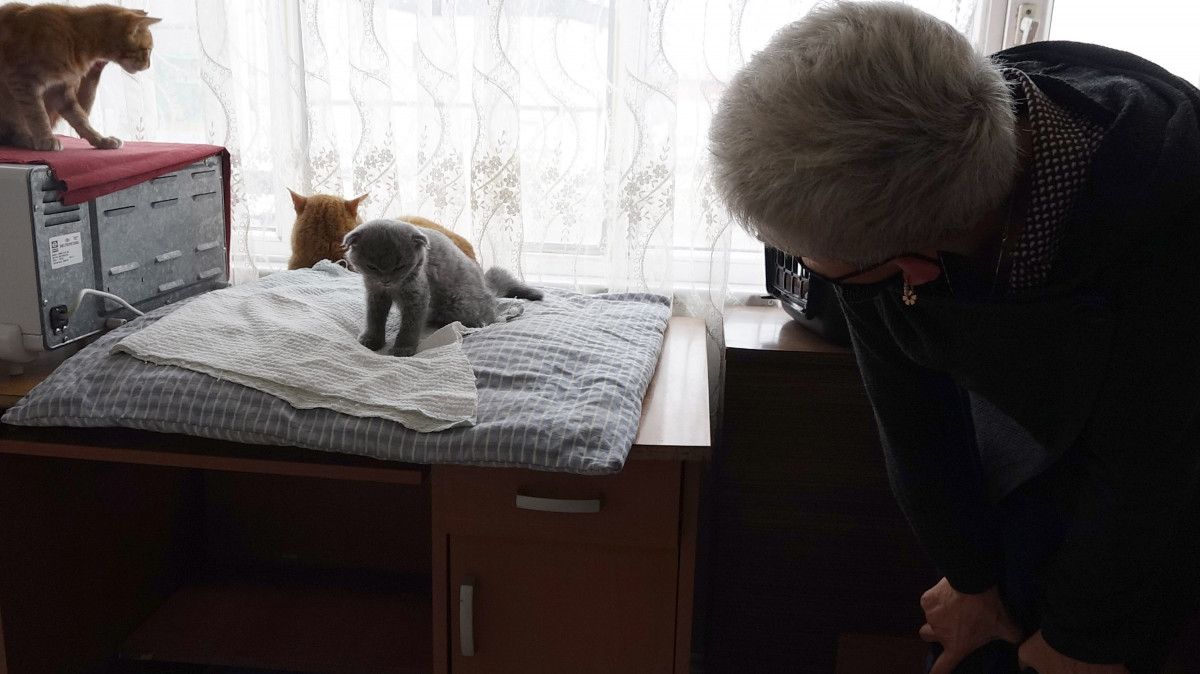 Trabzon da eşine kızan koca, kediyi duvara fırlattı #10