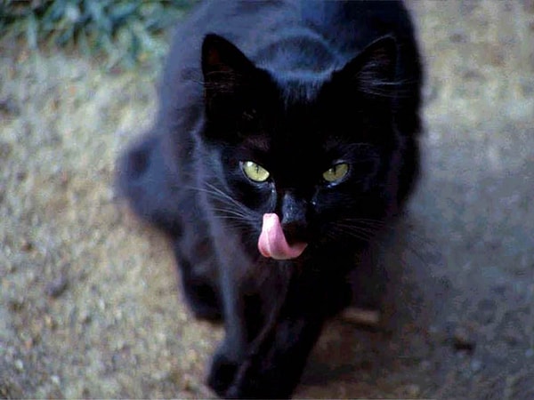 9. Kara kedi paranoyasına ne demeli? 9. Kara kedi paranoyasına ne demeli?