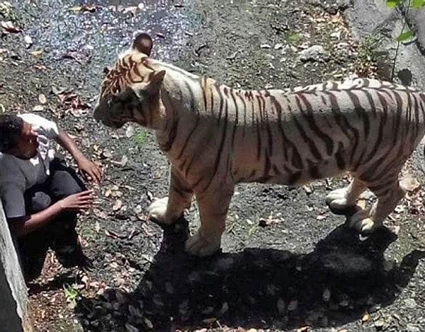 24. Fotoğrafta gördüğünüz adam, birkaç dakika sonra kaplan tarafından parçalandı. 24. Fotoğrafta gördüğünüz adam, birkaç dakika sonra kaplan tarafından parçalandı.