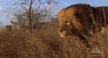 on the hunt running GIF by Nat Geo Wild  on the hunt running GIF by Nat Geo Wild