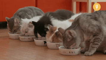 Snacking Cat Food GIF by CuriosityStream