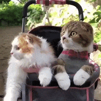 cute cats GIF