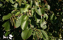 220px-Alnus-cordata-leaves.JPG