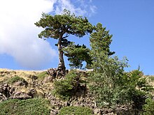 220px-Pinus_negra_on_Etna_2.jpg