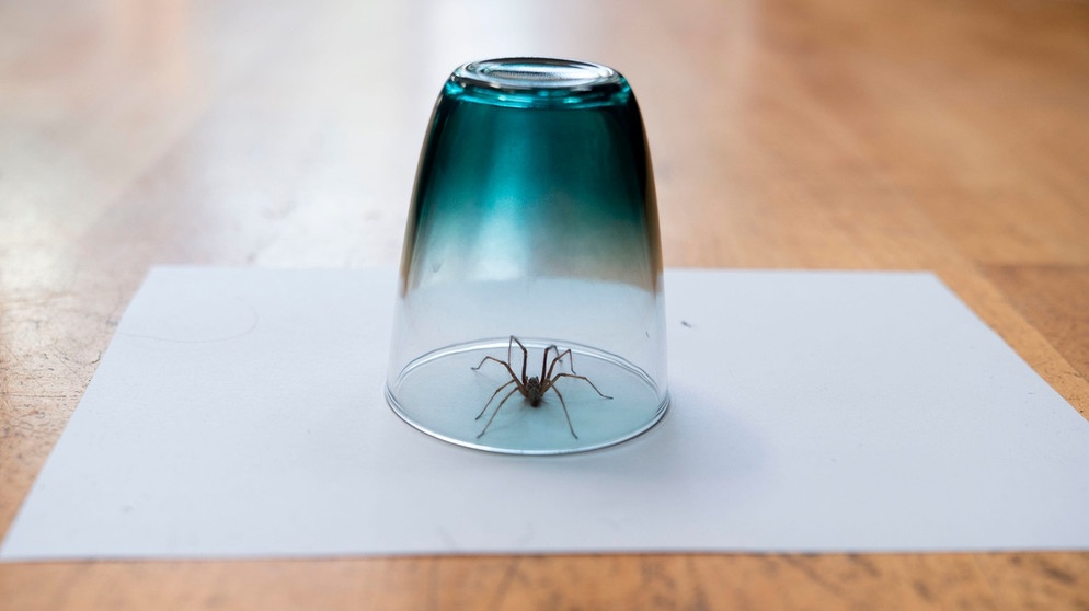 Hauswinkelspinne: Diese Spinne befreit Ihren Keller von ...