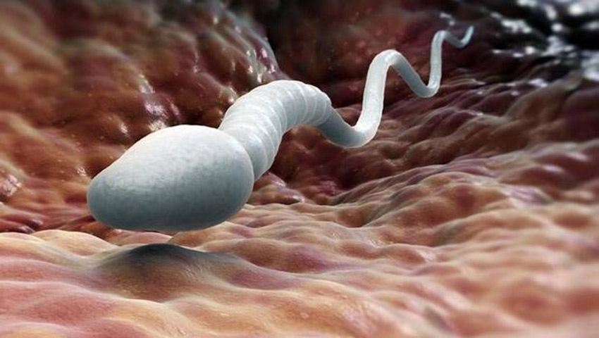 Sperm-Sayisi-ve-Kalitesi-Uzerinde-Hangi--1c8d.jpg